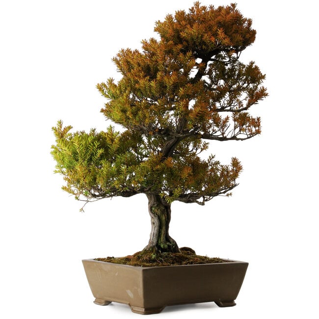 Taxus cuspidata, 79 cm, ± 30 años, en maceta rota