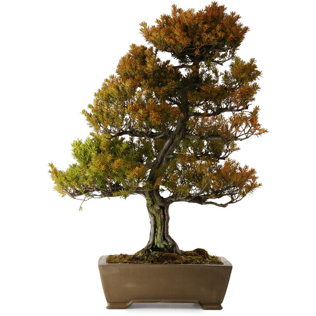 Taxus cuspidata, 79 cm, ± 30 anni, in un vaso rotto