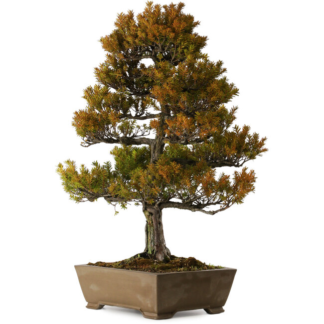 Taxus cuspidata, 79 cm, ca. 30 Jahre alt, in einem zerbrochenen Topf