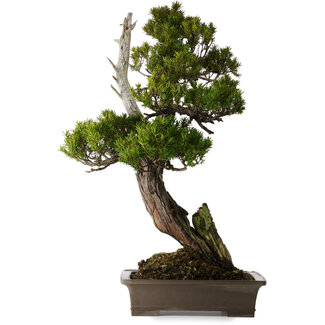 Taxus cuspidata, 74 cm, ± 30 jaar oud