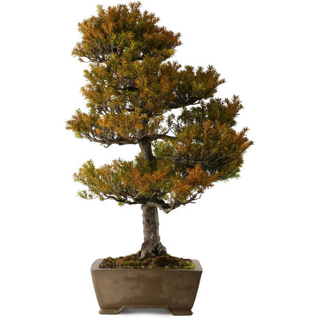 Taxus cuspidata, 79 cm, environ 30 ans, dans un pot cassé