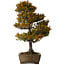 Taxus cuspidata, 79 cm, ± 30 jaar oud, in een gebroken pot.