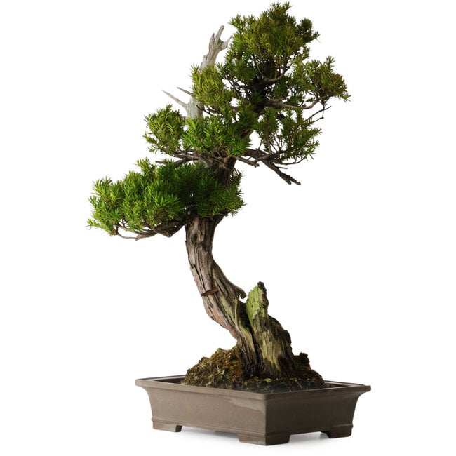 Taxus cuspidata, 74 cm, ± 30 años, en maceta rota