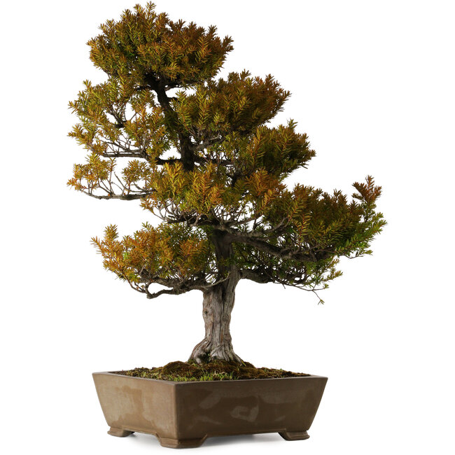 Taxus cuspidata, 79 cm, ± 30 jaar oud, in een gebroken pot.