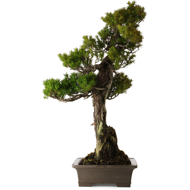 Taxus cuspidata, 74 cm, ca. 30 Jahre alt, in einem zerbrochenen Topf