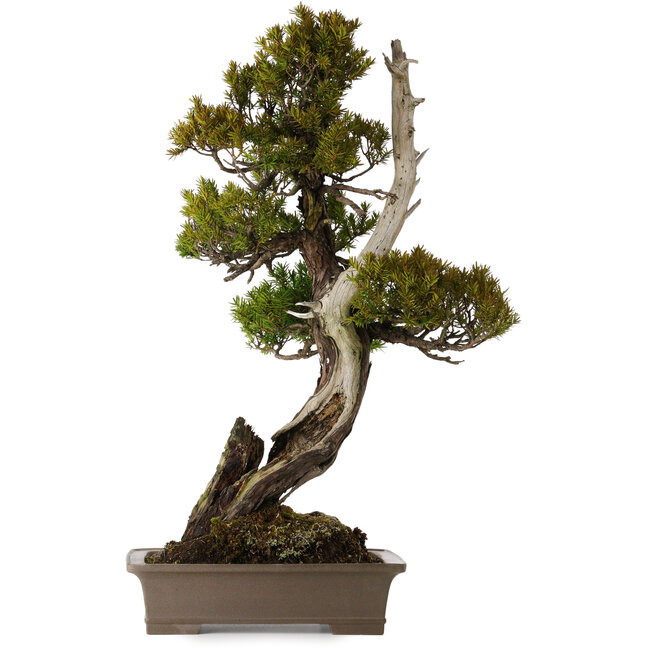 Taxus cuspidata, 74 cm, ± 30 años, en maceta rota
