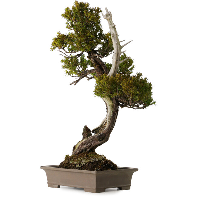 Taxus cuspidata, 74 cm, ca. 30 Jahre alt, in einem zerbrochenen Topf