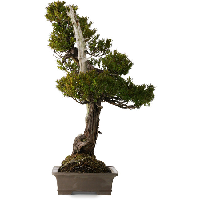 Taxus cuspidata, 74 cm, ± 30 years old, in a broken pot