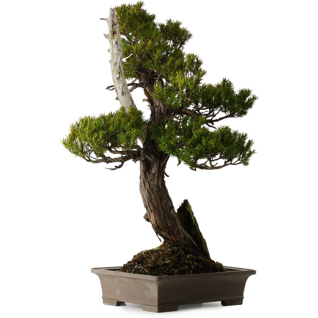 Taxus cuspidata, 74 cm, ± 30 jaar oud, in een gebroken pot.