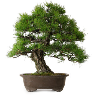 Pinus thunbergii, 60 cm, ± 40 Jahre alt