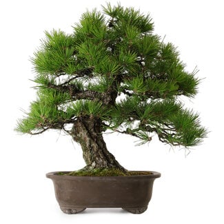Pinus thunbergii, 60 cm, ± 40 years old