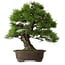 Pinus thunbergii, 60 cm, ± 40 ans, avec un nebari de 22 cm