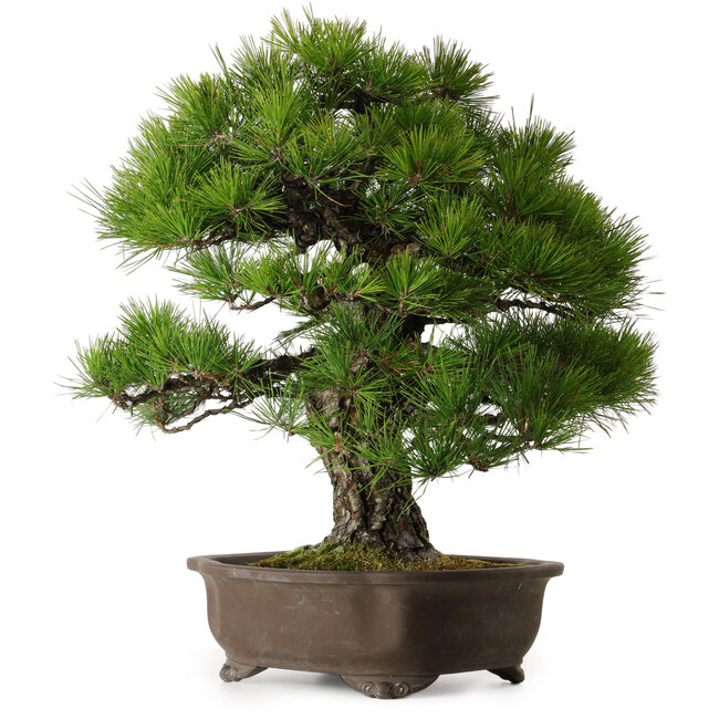 Pinus thunbergii, 60 cm, ± 40 jaar oud, met een nebari van 22 cm.