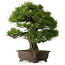 Pinus thunbergii, 60 cm, ± 40 anni, con un nebari di 22 cm