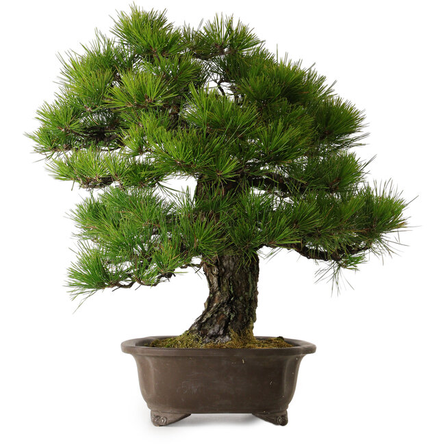Pinus thunbergii, 60 cm, ± 40 anni, con un nebari di 22 cm