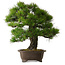 Pinus thunbergii, 60 cm, ± 40 años, con un nebari de 22 cm