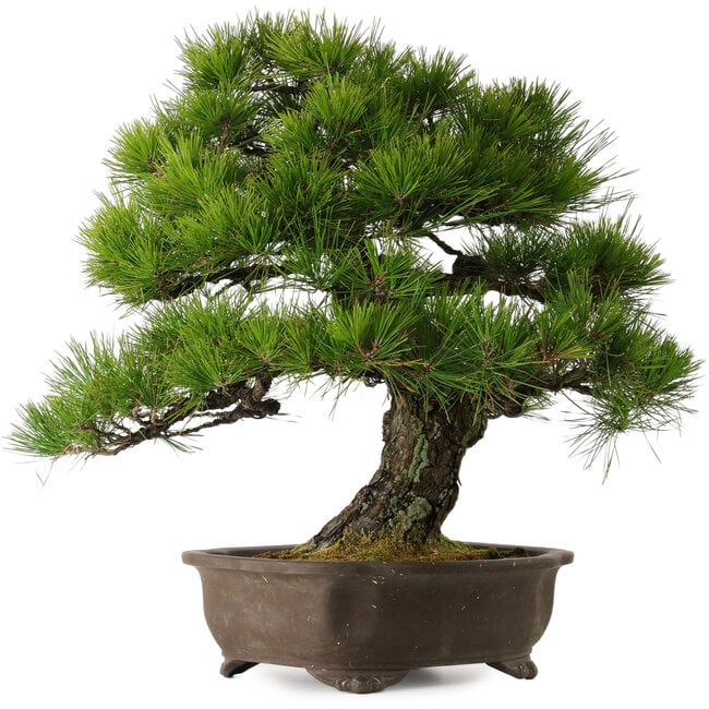 Pinus thunbergii, 60 cm, ± 40 años, con un nebari de 22 cm