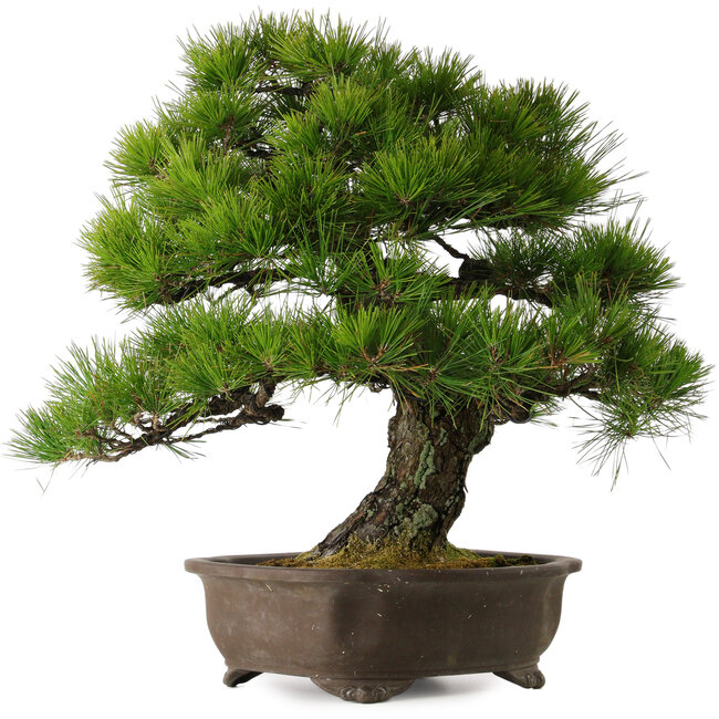 Pinus thunbergii, 60 cm, ca. 40 Jahre alt, mit einem Wurzelhals von 22 cm