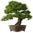 Pinus thunbergii, 60 cm, ± 40 jaar oud, met een nebari van 22 cm.