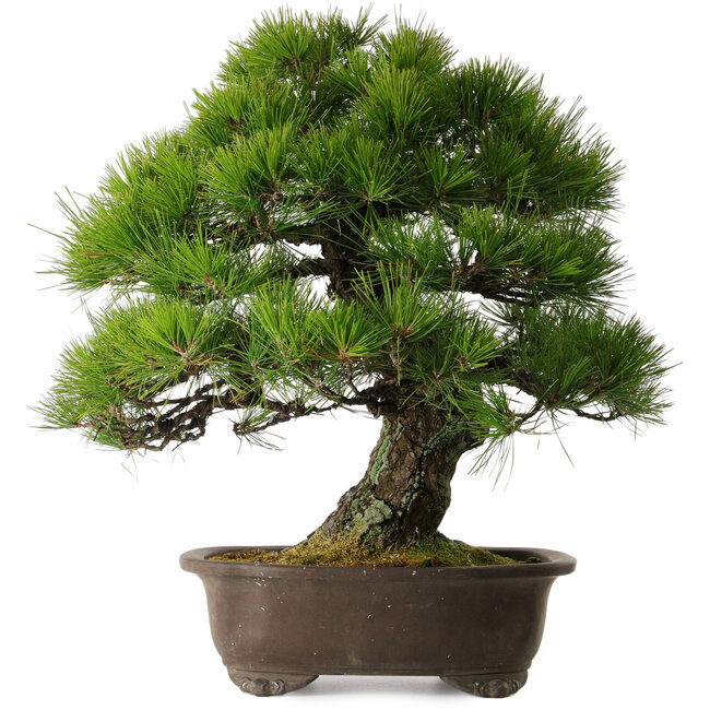Pinus thunbergii, 60 cm, ± 40 years old, with a nebari of 22 cm