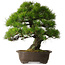 Pinus thunbergii, 60 cm, ± 40 anni, con un nebari di 22 cm