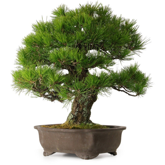 Pinus thunbergii, 60 cm, ca. 40 Jahre alt, mit einem Wurzelhals von 22 cm