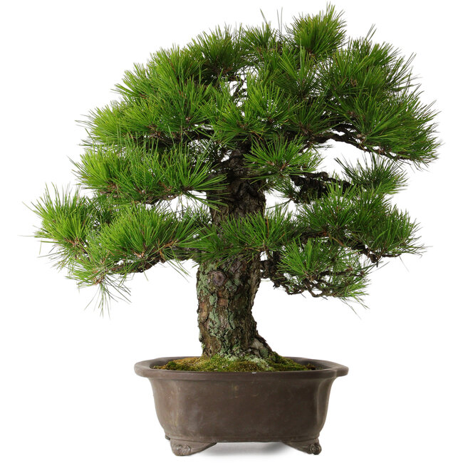 Pinus thunbergii, 60 cm, ± 40 years old, with a nebari of 22 cm