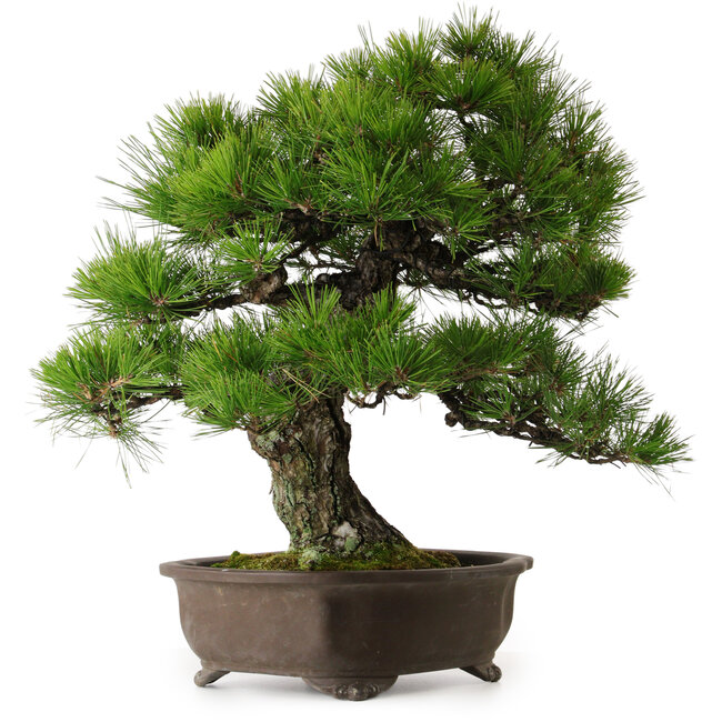 Pinus thunbergii, 60 cm, ± 40 ans, avec un nebari de 22 cm