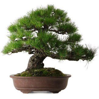 Pinus thunbergii, 60 cm, ± 40 anni