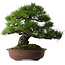 Pinus thunbergii, 60 cm, ± 40 anni, con un nebari di 22 cm