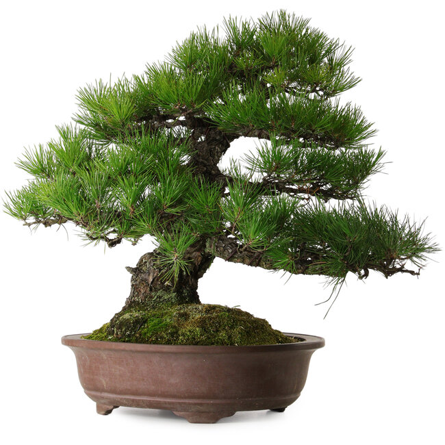 Pinus thunbergii, 60 cm, ± 40 años, con un nebari de 22 cm