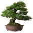 Pinus thunbergii, 60 cm, ± 40 ans, avec un nebari de 22 cm