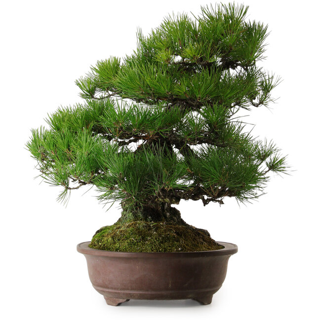 Pinus thunbergii, 60 cm, ± 40 ans, avec un nebari de 22 cm