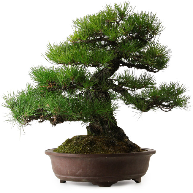 Pinus thunbergii, 60 cm, ± 40 anni, con un nebari di 22 cm