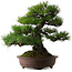 Pinus thunbergii, 60 cm, ± 40 años, con un nebari de 22 cm