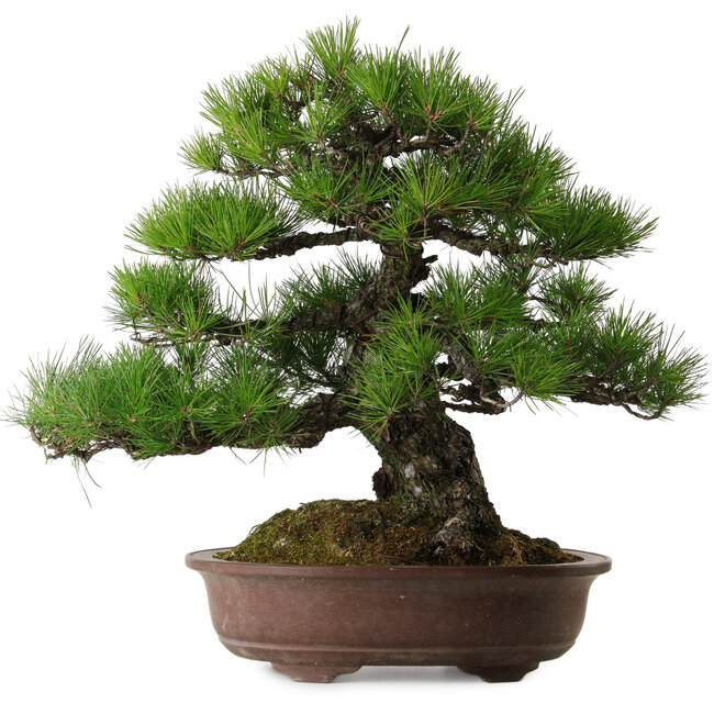 Pinus thunbergii, 60 cm, ca. 40 Jahre alt, mit einem Wurzelhals von 22 cm