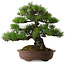 Pinus thunbergii, 60 cm, ± 40 jaar oud, met een nebari van 22 cm.