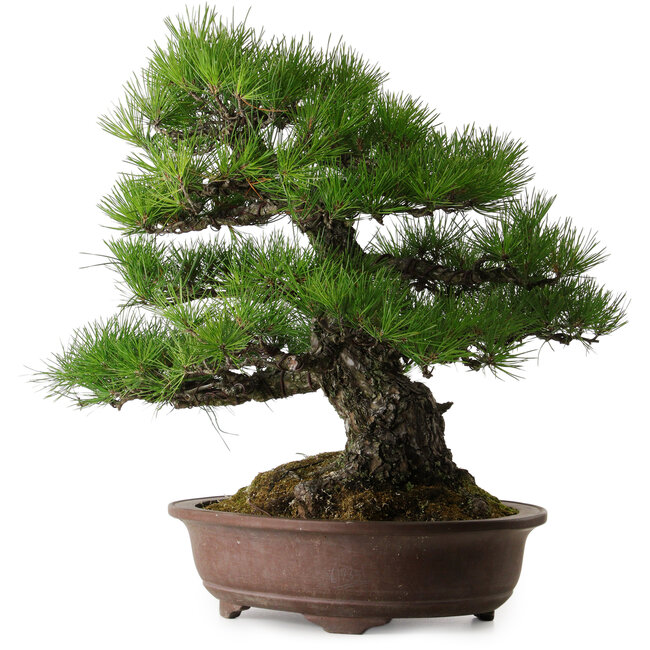 Pinus thunbergii, 60 cm, ± 40 years old, with a nebari of 22 cm