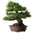 Pinus thunbergii, 60 cm, ± 40 anni, con un nebari di 22 cm