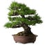 Pinus thunbergii, 60 cm, ± 40 ans, avec un nebari de 22 cm
