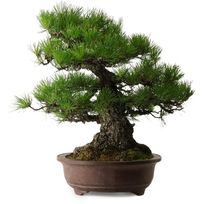 Pinus thunbergii, 60 cm, ± 40 años, con un nebari de 22 cm