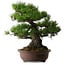 Pinus thunbergii, 60 cm, ± 40 years old, with a nebari of 22 cm