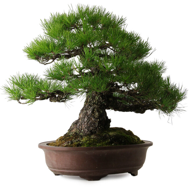 Pinus thunbergii, 60 cm, ca. 40 Jahre alt, mit einem Wurzelhals von 22 cm
