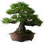 Pinus thunbergii, 60 cm, ± 40 anni, con un nebari di 22 cm
