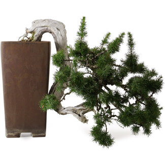 Juniperus rigida, 45 cm, ± 80 jaar oud