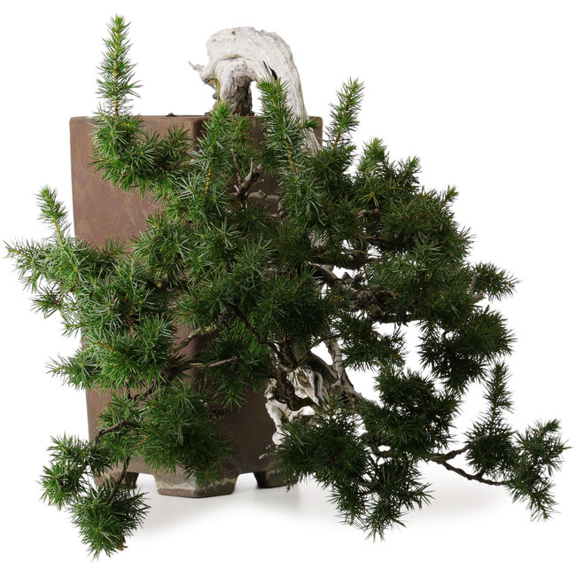 Juniperus rigida, 45 cm, ± 80 años, en una maceta japonesa hecha a mano de Tokoname con un nebari de 10 cm