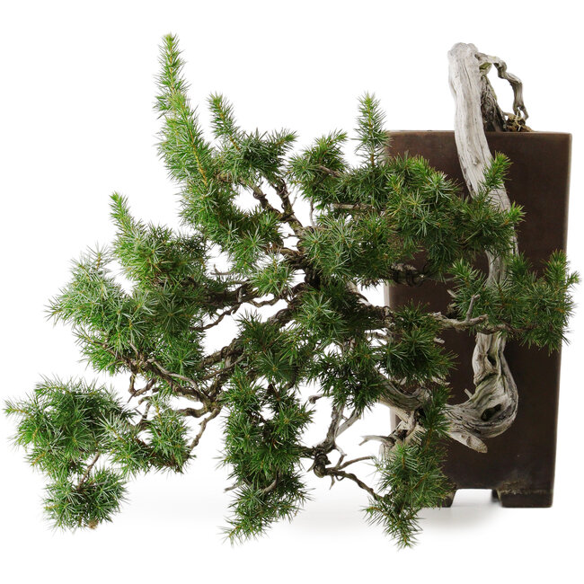 Juniperus rigida, 45 cm, ± 80 anni, in un vaso giapponese fatto a mano da Tokoname con un nebari di 10 cm