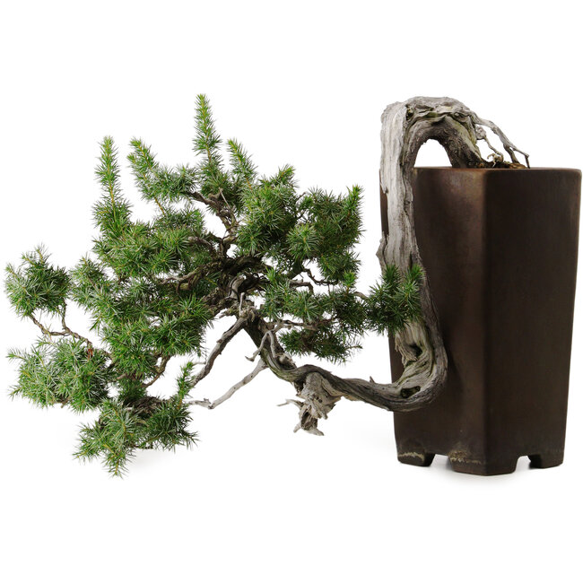 Juniperus rigida, 45 cm, ± 80 años, en una maceta japonesa hecha a mano de Tokoname con un nebari de 10 cm