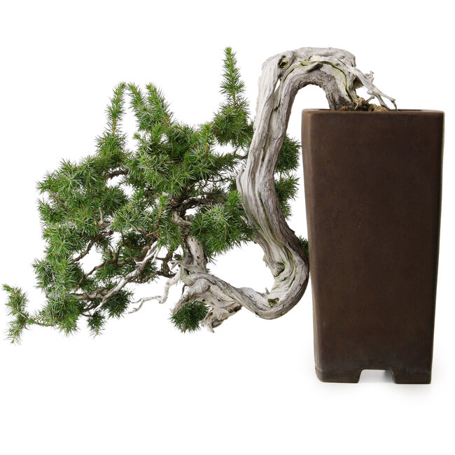 Juniperus rigida, 45 cm, ± 80 years old, in a handmade Japanese pot from Tokoname with a nebari of 10 cm