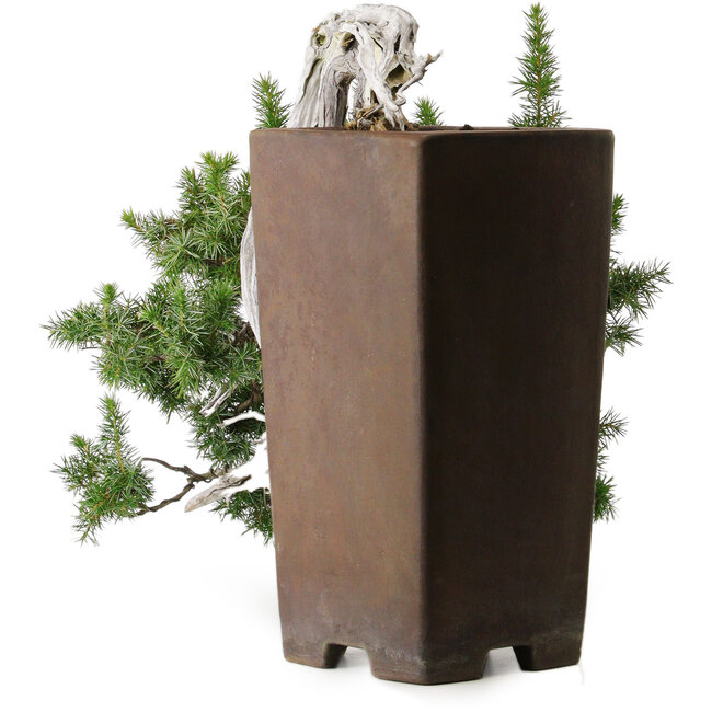 Wacholder (Juniperus rigida), 45 cm, ca. 80 Jahre alt, in einem handgefertigten japanischen Topf aus Tokoname mit einem 10 cm breiten Wurzelhals (Nebari).